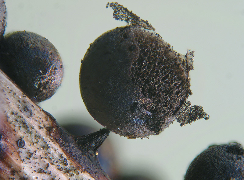 Lamproderma sauteri?
